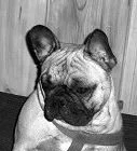carlie.webp