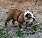 Maude.webp