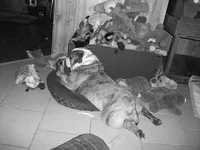 maudejune2013 001.webp