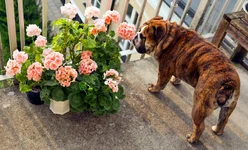 pink_castor.webp