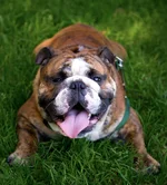 Grass-Castor.webp