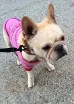 roxy fbd.webp roxy fbd.webp