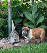 Flossie.webp