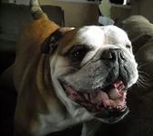 Rocco.webp