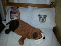 bulldogs bed.jpg
