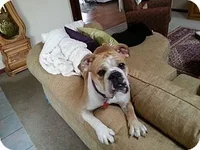lola.webp lola.webp