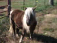 donkeysoct2012 023.JPG