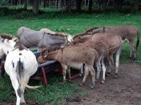 marthadogsfirstday 005.JPG