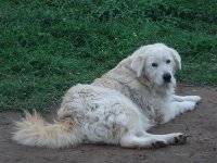 marthadogsfirstday 024.JPG