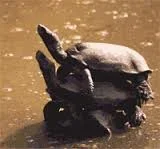 terrapins.webp