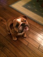 lola.jpg lola.jpg