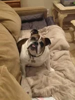 sadie.webp