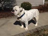 Jasper.webp