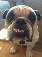lucy.webp