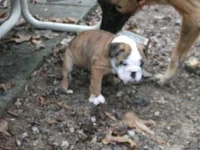 Maude12912.webp
