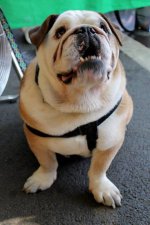 Willie_zps8fd40602.JPG Willie_zps8fd40602.JPG