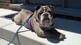 Elvis_zps1c515195.webp Elvis_zps1c515195.webp