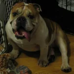 Woody_zpsde9ead13.webp