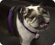 Bailey - adoptabull.jpg