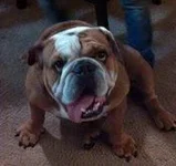 bruce.webp