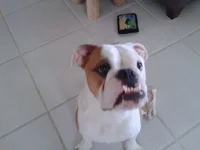 bull.webp