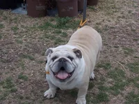 LuLu - Lonestar.webp