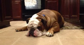 Mr. Buster - Lonestar.webp