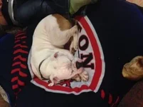 Spike - Long Island.webp