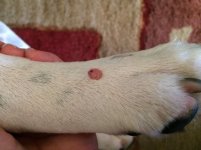 cyst1.jpg cyst1.jpg