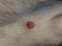 cyst2.jpg cyst2.jpg
