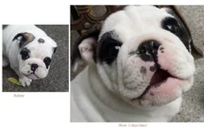 Bandit's redness.webp