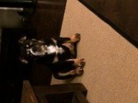 Brutus 4.5 months.jpg