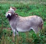 donkeys 012.JPG