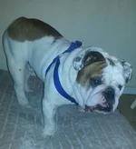 bruce.webp
