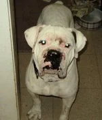 BRONSON 2.webp