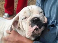 BRONSON.webp