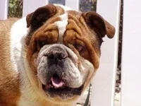 HOSS 1.webp