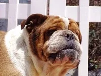 HOSS 2.webp