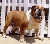 HOSS 3.webp