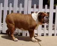 HOSS 4.webp HOSS 4.webp