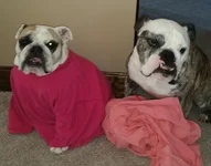 pink.webp