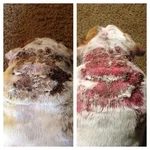 Before and After Bath Dec 3.webp