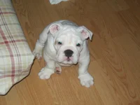 100_0445.webp