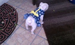 Stella New Dress.webp