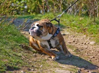 4castor-april - Kopia.webp