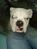 bocephus after surgery.jpg