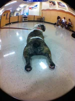 BullyButt.webp