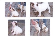 Banks puppy pics.JPG Banks puppy pics.JPG
