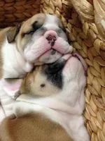Sleeping babies March 2014.webp