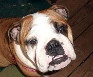 bulldogsjan 004.webp bulldogsjan 004.webp